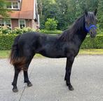 Knappe dartmoor jaarling hengst!, Dieren en Toebehoren, Pony's, Hengst, B pony (1.17m tot 1.27m), Gechipt, 0 tot 2 jaar