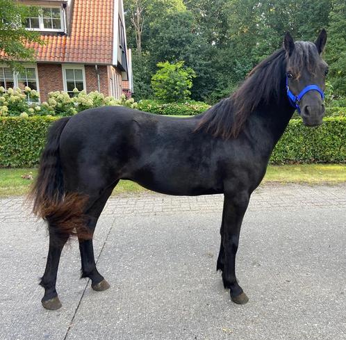 Knappe dartmoor jaarling hengst!, Dieren en Toebehoren, Pony's, Hengst, B pony (1.17m tot 1.27m), 0 tot 2 jaar, Met stamboom, Gechipt