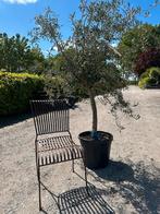 Mooie solitaire olijfboom - Olea europea, Ophalen, Volle zon, Olijfboom, 100 tot 250 cm