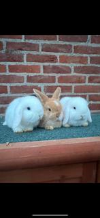 Jonge nhd x minilop hangoor dwergjes, Dieren en Toebehoren, Konijnen, Vrouwelijk, Dwerg, Hangoor