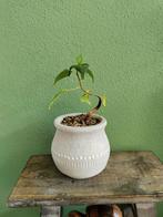Bonsai Bodhiboom Ficus Religiosa, Ophalen, Ficus, Minder dan 100 cm