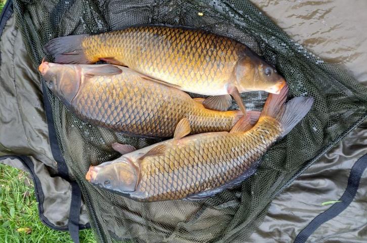 Shubkarpers te koop groot partij, Dieren en Toebehoren, Vissen | Vijvervissen, Karper of Koi