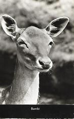 Bambi., Verzamelen, Ansichtkaarten | Dieren, Wild dier, Gelopen, 1960 tot 1980, Verzenden