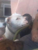 Yasmina teefje zeer lief, Dieren en Toebehoren, Honden | Niet-rashonden, 6 jaar of ouder, Particulier, Rabiës (hondsdolheid), Buitenland