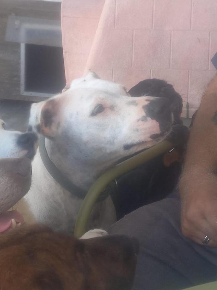 Yasmina teefje zeer lief, Dieren en Toebehoren, Honden | Niet-rashonden, Middel, Teef, Particulier, Meerdere, Buitenland, 6 jaar of ouder