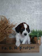 Boerenfox X Kooiker pups 🐶🐾, Dieren en Toebehoren, Rabiës (hondsdolheid), Overige rassen, 8 tot 15 weken, Meerdere
