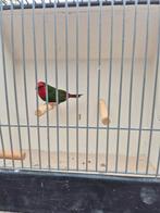 Roodkop papegaai amadine man te koop, Mannelijk, Tropenvogel
