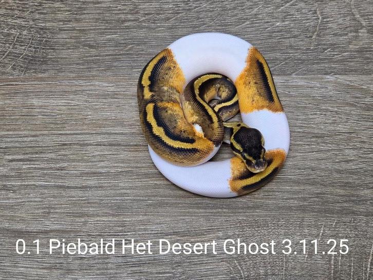 Piebald Het Desert Ghost Ball Python Regius