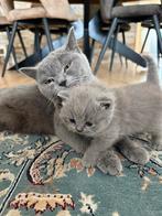 Britse kortharige kittens met een blauwe kleur., Dieren en Toebehoren, Katten en Kittens | Raskatten | Korthaar, Meerdere dieren