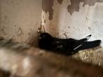 Meerdere zwarte duiven, Dieren en Toebehoren, Vogels | Overige Vogels, Meerdere dieren