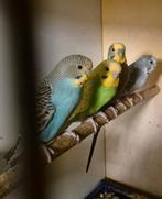 10 grasparkieten, Dieren en Toebehoren, Meerdere dieren, Parkiet