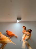 kanaries, Dieren en Toebehoren, Vogels | Kanaries, Meerdere dieren, Kleurkanarie