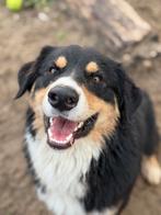 Australian Shepherd reu met stamboom, Nederland, Rabiës (hondsdolheid), Reu, 1 tot 2 jaar