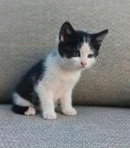 SUPER SOCİALE SLİMME KİTTEN .., Dieren en Toebehoren, Katten en Kittens | Raskatten | Korthaar, Poes