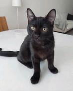 2 kittens - mannetjes, Dieren en Toebehoren, Katten en Kittens | Overige Katten, Kater