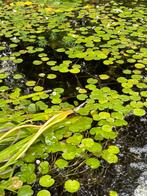 Kikkerbeet gratis, Tuin en Terras, Vijvers, Ophalen