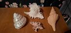 schelpen, Verzamelen, Mineralen en Fossielen, Ophalen, Schelp(en)