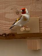 Majoorputter man split voor isabelpastel, Dieren en Toebehoren, Vogels | Overige Vogels, Mannelijk