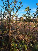 Grote Vijgenstruik - 4m breed, 2m hoog, Tuin en Terras, Planten | Bomen, Bloeit niet, Overige soorten, 100 tot 250 cm, Ophalen
