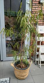 Grote leuke plant, Tuin en Terras, Ophalen, Bloeit niet, Overige soorten, Halfschaduw