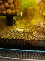 Pearl White garnaal (Neocaridina), Kreeft, Krab of Garnaal, Zoetwatervis, Schoolvis
