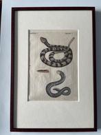 Koper gravure, hand ingekleurd jaartal 1714, Antiek en Kunst, Kunst | Overige Kunst, Ophalen of Verzenden