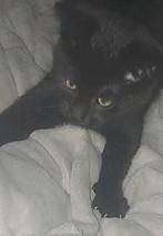 Kittens, Dieren en Toebehoren, Ophalen