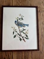 Vintage geïllustreerde ingelijste vogelprint van A. Marlin, Minder dan 50 cm, Gebruikt, Ophalen of Verzenden, Print