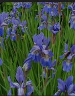 Blauwe iris, Tuin en Terras, Planten | Tuinplanten, Ophalen, Zomer, Overige soorten, Volle zon