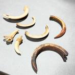 7 neuspiercings uit verschillende gebieden in PNG, Antiek en Kunst, Ophalen of Verzenden