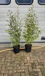 Bamboe struiken, Ophalen, Bamboe