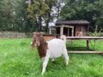 twee boerbokjes te koop, Dieren en Toebehoren, Schapen, Geiten en Varkens, Mannelijk, Geit, 0 tot 2 jaar