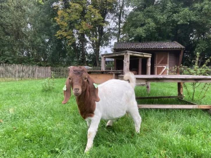 twee boerbokjes te koop, Dieren en Toebehoren, Schapen, Geiten en Varkens, Geit, Mannelijk, 0 tot 2 jaar
