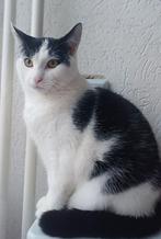 kat Europese korthaar, Dieren en Toebehoren, Katten en Kittens | Raskatten | Korthaar, Kater, Ontwormd, 0 tot 2 jaar