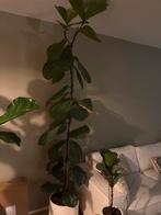 Grote Ficus Lyrata (Tabaksplant) - 2 meter hoog, Huis en Inrichting, Ophalen, Ficus, 200 cm of meer, Halfschaduw