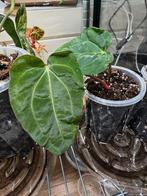 Anthurium Carla NSE x (Dorito Port x RLFS) Stek #1, Huis en Inrichting, Kamerplanten, Ophalen of Verzenden, Halfschaduw, Minder dan 100 cm