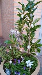 Laurierkers plant met bonte bladeren, Ophalen, Laurier, Minder dan 100 cm