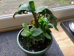 Bananen plant, Huis en Inrichting, Kamerplanten, Ophalen, Halfschaduw, Minder dan 100 cm