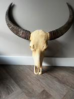 Waterbuffel Schedel met Hoorns - Decoratief Beeld., Antiek en Kunst, Ophalen of Verzenden