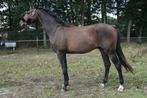 Chique 2 jarige ruin te koop (Extreme U.S. x Rafurstinels), Dieren en Toebehoren, Paarden, Ruin, Dressuurpaard, 0 tot 2 jaar, 160 tot 165 cm