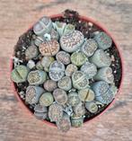 Lithops Levende stenen p8 (4)