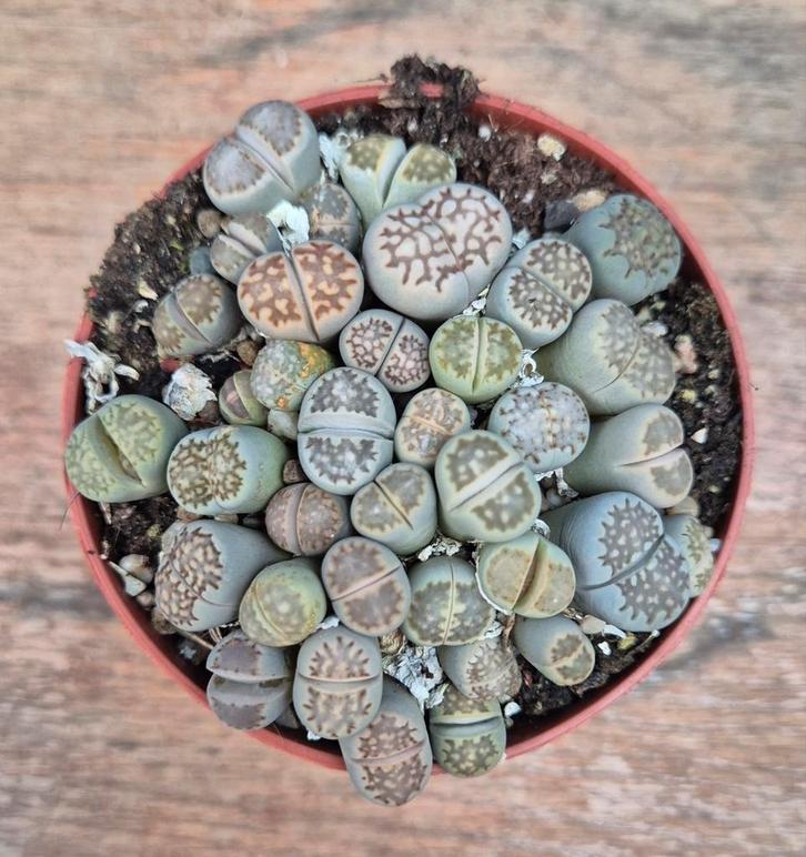 Lithops Levende stenen p8 (4), Huis en Inrichting, Kamerplanten, Minder dan 100 cm, Halfschaduw, Ophalen of Verzenden