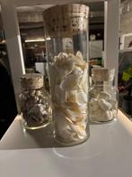 Set glazen potten met schelpen decoratie strand/zee sfeer, Ophalen, Nieuw