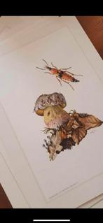 Vintage insecten platen, kaarten, afbeeldingen 1960, Overige soorten
