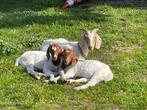 Boergeit lammeren te koop, Dieren en Toebehoren, Schapen, Geiten en Varkens, Meerdere dieren, Geit, 0 tot 2 jaar