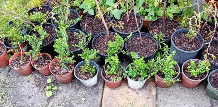 Buxuskamperfoelie (Lonicera), Tuin en Terras, Planten | Tuinplanten, Vaste plant, Overige soorten, Volle zon, Ophalen of Verzenden