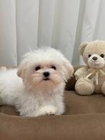 Exclusieve Maltipoo Micro pup (Maltezer/Azian Toy Poedel, Particulier, Rabiës (hondsdolheid), Overige rassen, 8 tot 15 weken