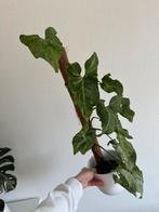 Syngonium stardust freckles mutation, Huis en Inrichting, Kamerplanten, Ophalen, Halfschaduw, Minder dan 100 cm