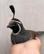 Koppel Californische kuif kwartels, Dieren en Toebehoren, Meerdere dieren