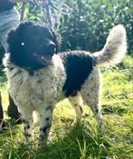 Nieuw plekje gezocht Raszuiver Wetterhoun reu met stamboom, Dieren en Toebehoren, Rabiës (hondsdolheid), Eén hond, 3 tot 5 jaar